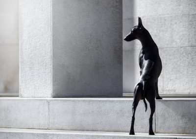 Xoloitzcuintle - Mexican Hairless dog