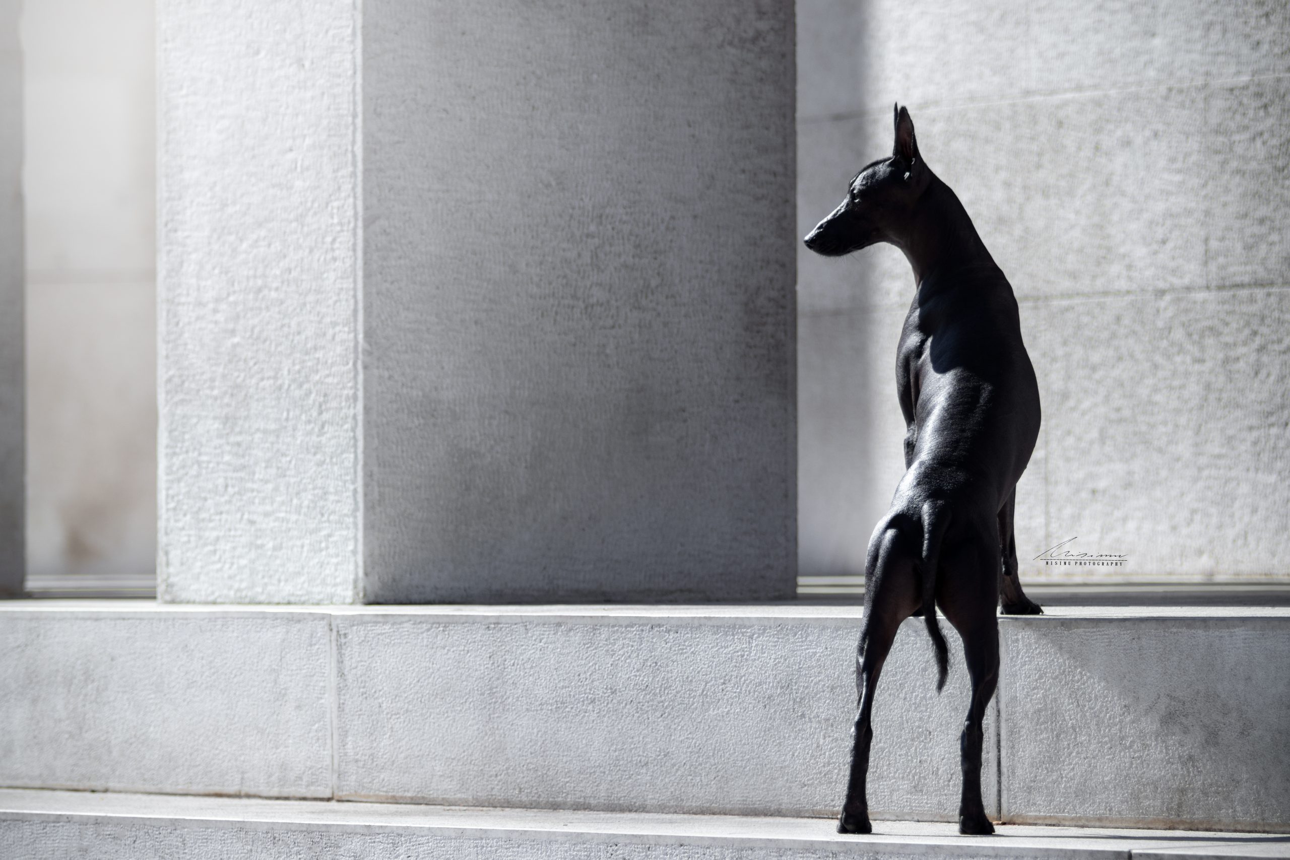 Xoloitzcuintle - Mexican Hairless dog