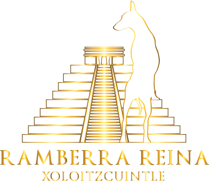 Ramberra reina, Xoloitzcuintli, mexican hairless dog, kennel, dog breeder, mexican breed
