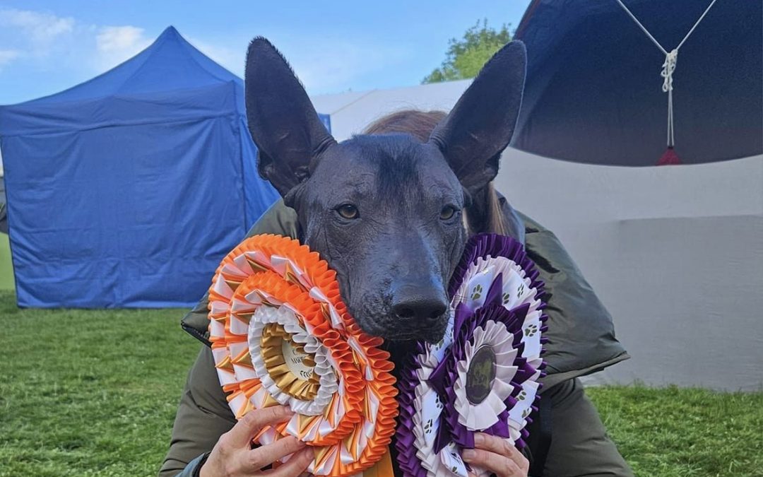 Double BEST IN SHOW#1 for our NOIL in Maribor, Slovenia!!