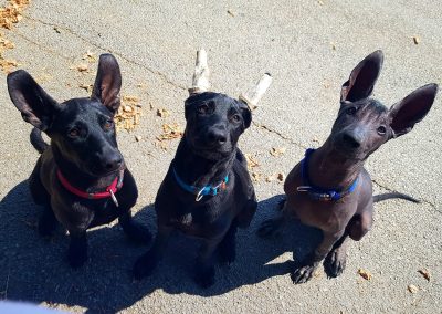 Ramberra Reina, Arena xoloitzcuintle, xoloitzcuintle, xoloitzcuintle, ramberra reina xoloitzcuintle, mexican hairless dog, meksicki bezdlaki pas, pas bez dlake, meksicke pasmine, najstarija pasmina, uzgajivac xolo pasa, xolo dog breeder, xolo dog history, xolo dog xolo dog head, xolo standard