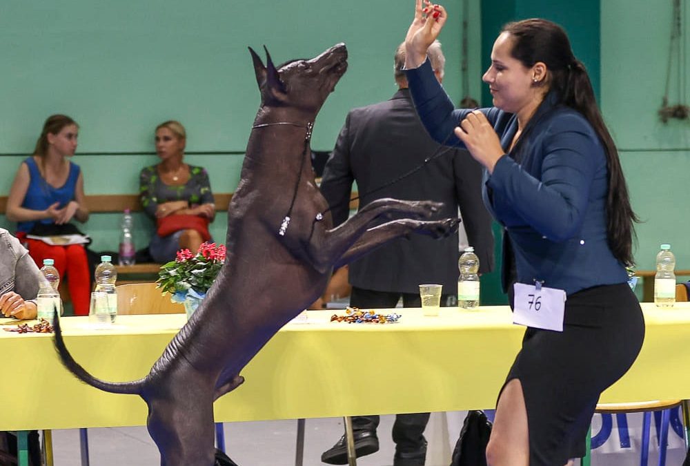 WORLD DOG SHOW 2024