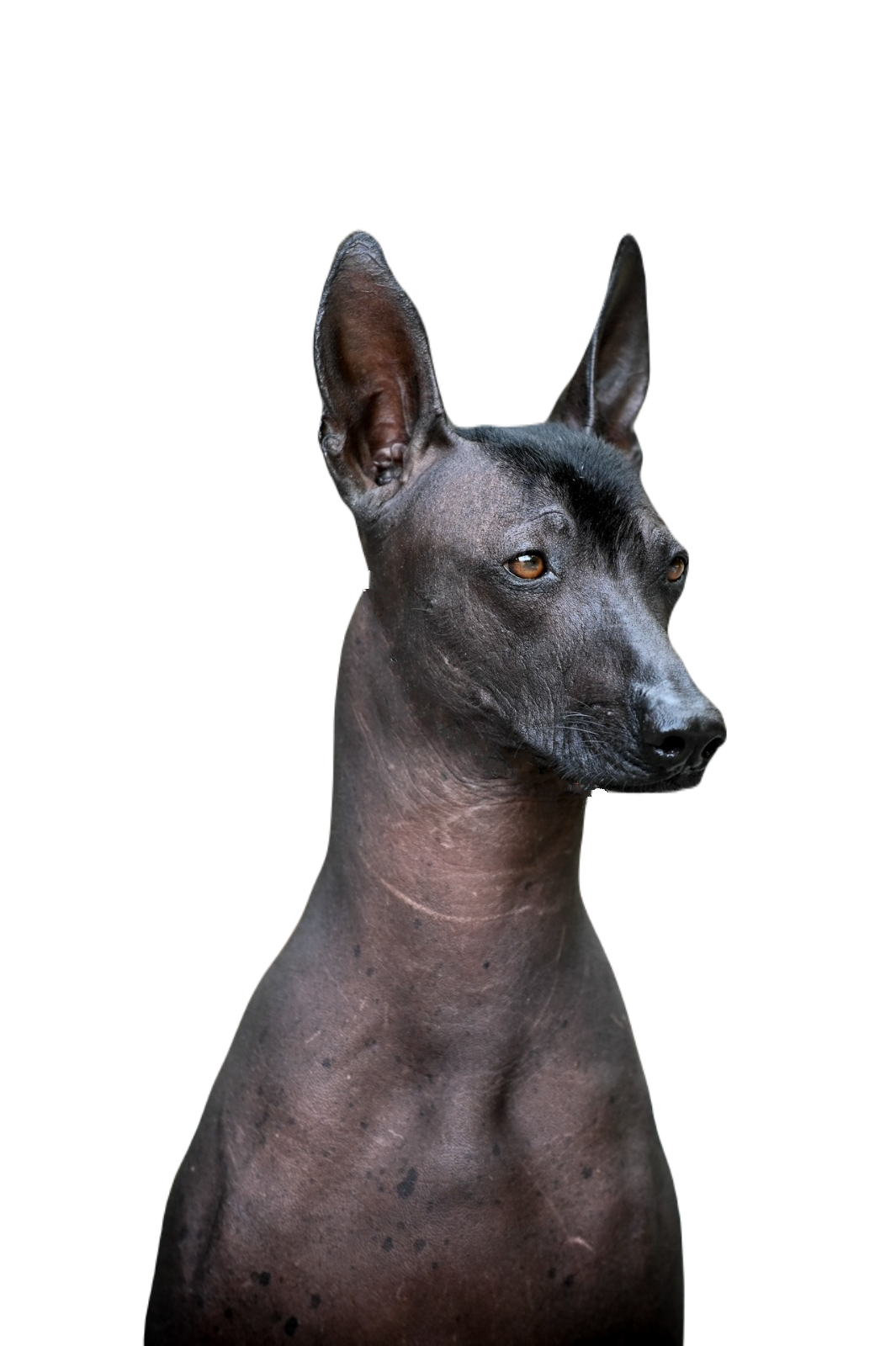 Ramberra Reina Arena , Arena xoloitzcuintle, xoloitzcuintle, xoloitzcuintle, ramberra reina xoloitzcuintle, mexican hairless dog,<br />
meksicki bezdlaki pas, pas bez dlake, meksicke pasmine, najstarija pasmina, uzgajivac xolo pasa, xolo dog breeder, xolo dog history, xolo dog xolo dog head,<br />
xolo standard