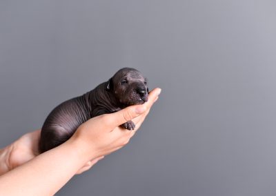 Ramberra Reina North Star, Arena xoloitzcuintle, xoloitzcuintle, xoloitzcuintle, ramberra reina xoloitzcuintle, mexican hairless dog, meksicki bezdlaki pas, pas bez dlake, meksicke pasmine, najstarija pasmina, uzgajivac xolo pasa, xolo dog breeder, xolo dog history, xolo dog xolo dog head, xolo standard