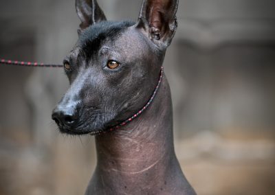 Ramberra Reina Arena , Arena xoloitzcuintle, xoloitzcuintle, xoloitzcuintle, ramberra reina xoloitzcuintle, mexican hairless dog, meksicki bezdlaki pas, pas bez dlake, meksicke pasmine, najstarija pasmina, uzgajivac xolo pasa, xolo dog breeder, xolo dog history, xolo dog xolo dog head, xolo standard