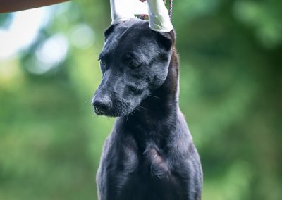 Ramberra Reina Name the game ZIA , Arena xoloitzcuintle, xoloitzcuintle, xoloitzcuintle, ramberra reina xoloitzcuintle, mexican hairless dog, meksicki bezdlaki pas, pas bez dlake, meksicke pasmine, najstarija pasmina, uzgajivac xolo pasa, xolo dog breeder, xolo dog history, xolo dog xolo dog head, xolo standard, xoloitzcuintle coated