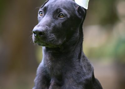 Ramberra Reina Nocturno , Arena xoloitzcuintle, xoloitzcuintle, xoloitzcuintle, ramberra reina xoloitzcuintle, mexican hairless dog, meksicki bezdlaki pas, pas bez dlake, meksicke pasmine, najstarija pasmina, uzgajivac xolo pasa, xolo dog breeder, xolo dog history, xolo dog xolo dog head, xolo standard, xoloitzcuintle coated