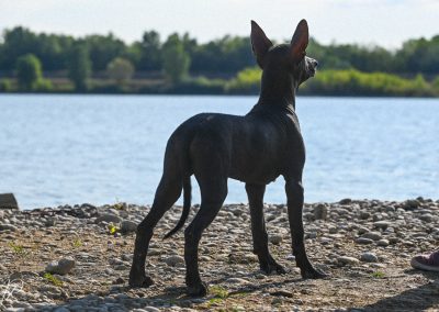 Ramberra Reina Noil , Arena xoloitzcuintle, xoloitzcuintle, xoloitzcuintle, ramberra reina xoloitzcuintle, mexican hairless dog, meksicki bezdlaki pas, pas bez dlake, meksicke pasmine, najstarija pasmina, uzgajivac xolo pasa, xolo dog breeder, xolo dog history, xolo dog xolo dog head, xolo standard