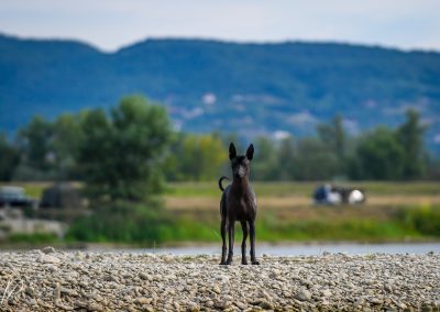 Ramberra Reina Arena , Arena xoloitzcuintle, xoloitzcuintle, xoloitzcuintle, ramberra reina xoloitzcuintle, mexican hairless dog, meksicki bezdlaki pas, pas bez dlake, meksicke pasmine, najstarija pasmina, uzgajivac xolo pasa, xolo dog breeder, xolo dog history, xolo dog xolo dog head, xolo standard