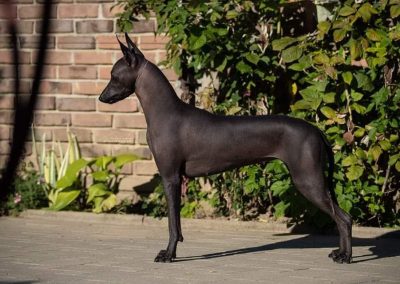 Ramberra Reina Arena , Arena xoloitzcuintle, xoloitzcuintle, xoloitzcuintle, ramberra reina xoloitzcuintle, mexican hairless dog, meksicki bezdlaki pas, pas bez dlake, meksicke pasmine, najstarija pasmina, uzgajivac xolo pasa, xolo dog breeder, xolo dog history, xolo dog xolo dog head, xolo standard