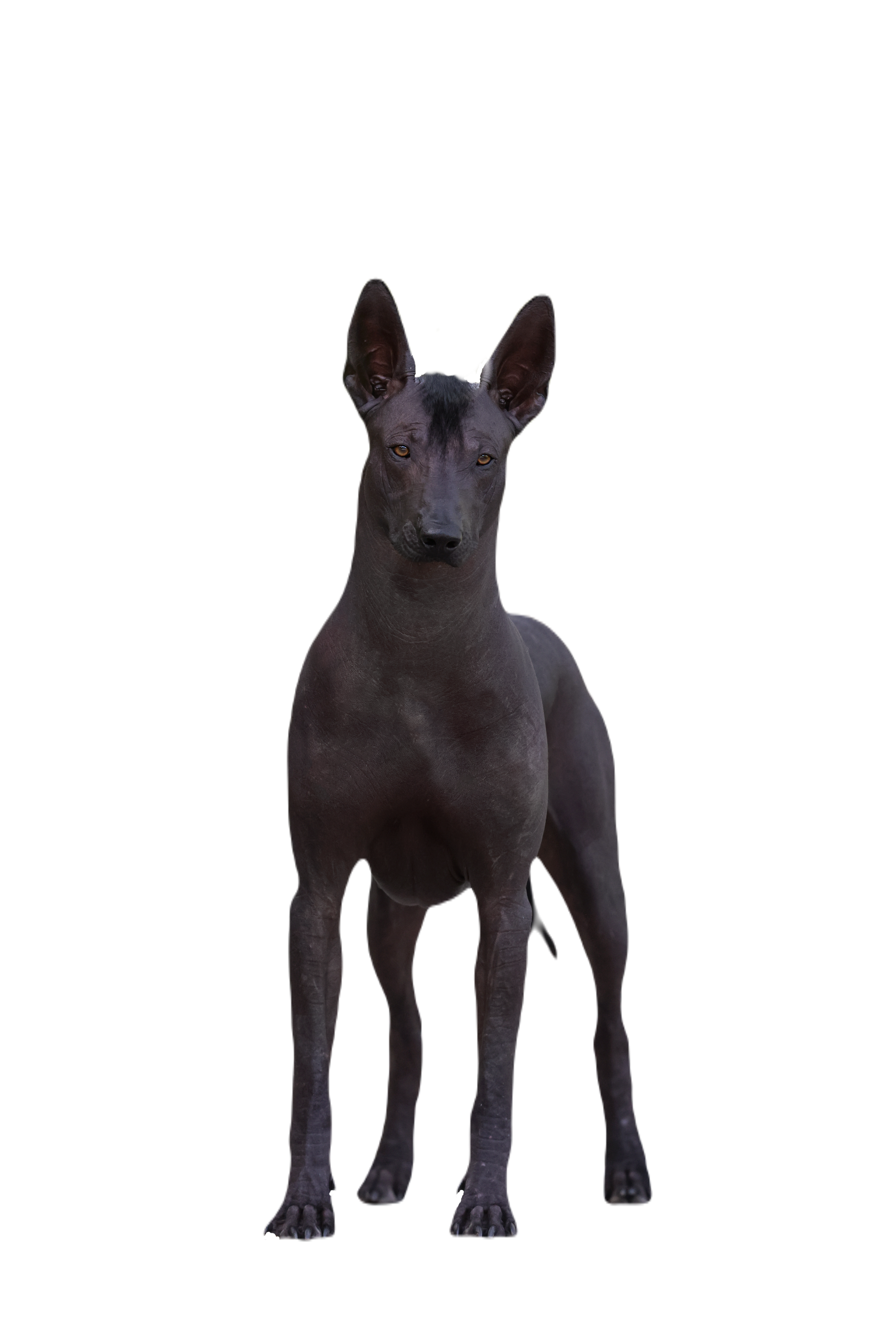 Ramberra Reina Noil,<br />
xoloitzcuintle, mexican hairless dog, xolo