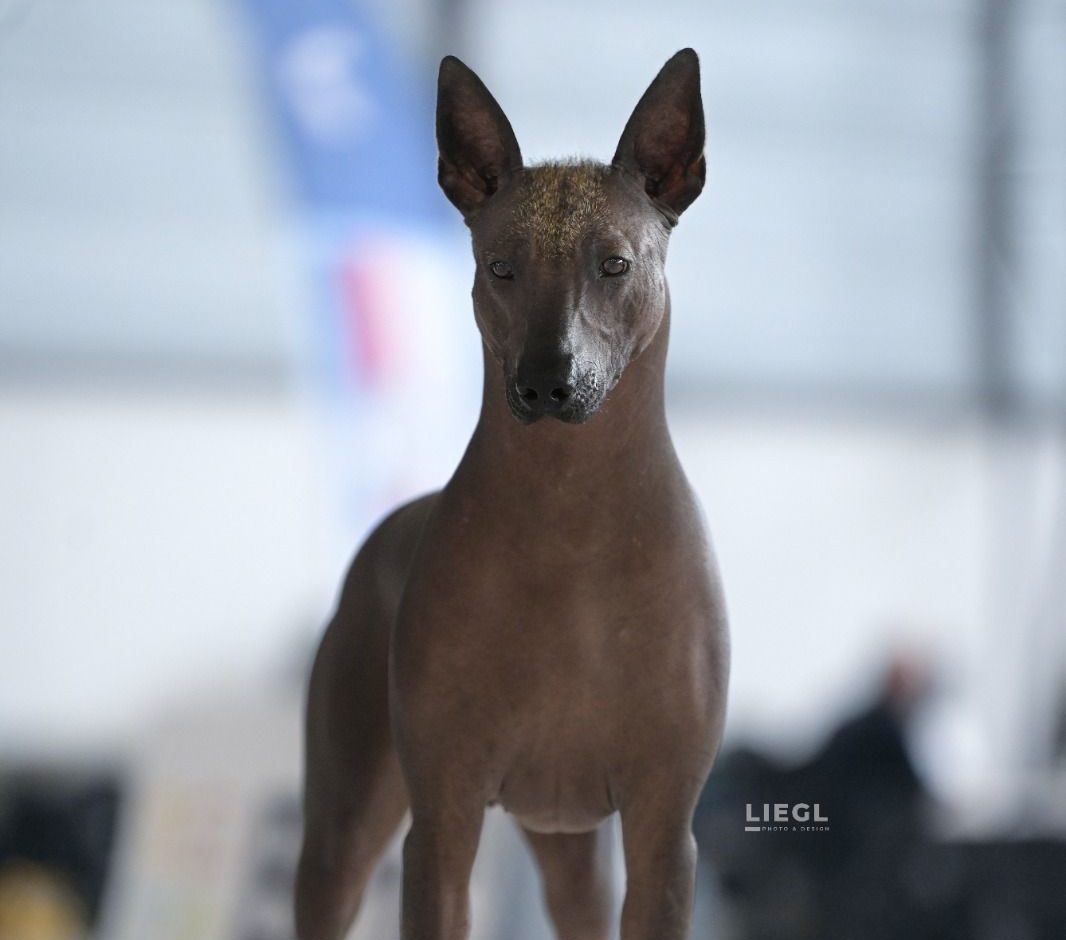 Ramberra Reina Davina Xoloitzcuintle, ramberra reina, davina, mexican hairless, xolo
