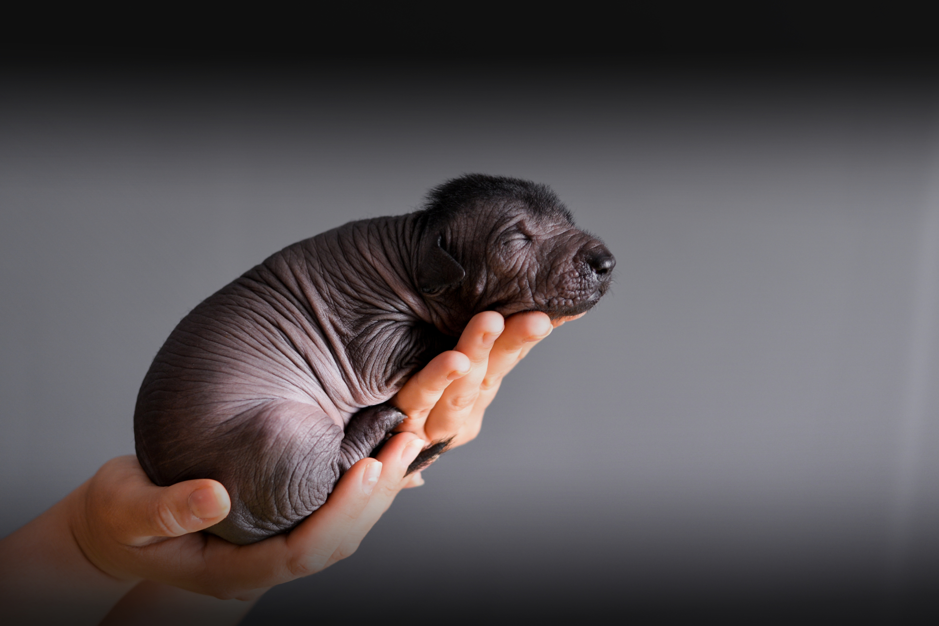 Ramberra Reina North Star, Arena xoloitzcuintle, xoloitzcuintle, xoloitzcuintle, ramberra reina xoloitzcuintle, mexican hairless dog, meksicki bezdlaki pas, pas bez dlake, meksicke pasmine, najstarija pasmina, uzgajivac xolo pasa, xolo dog breeder, xolo dog history, xolo dog xolo dog head, xolo standard