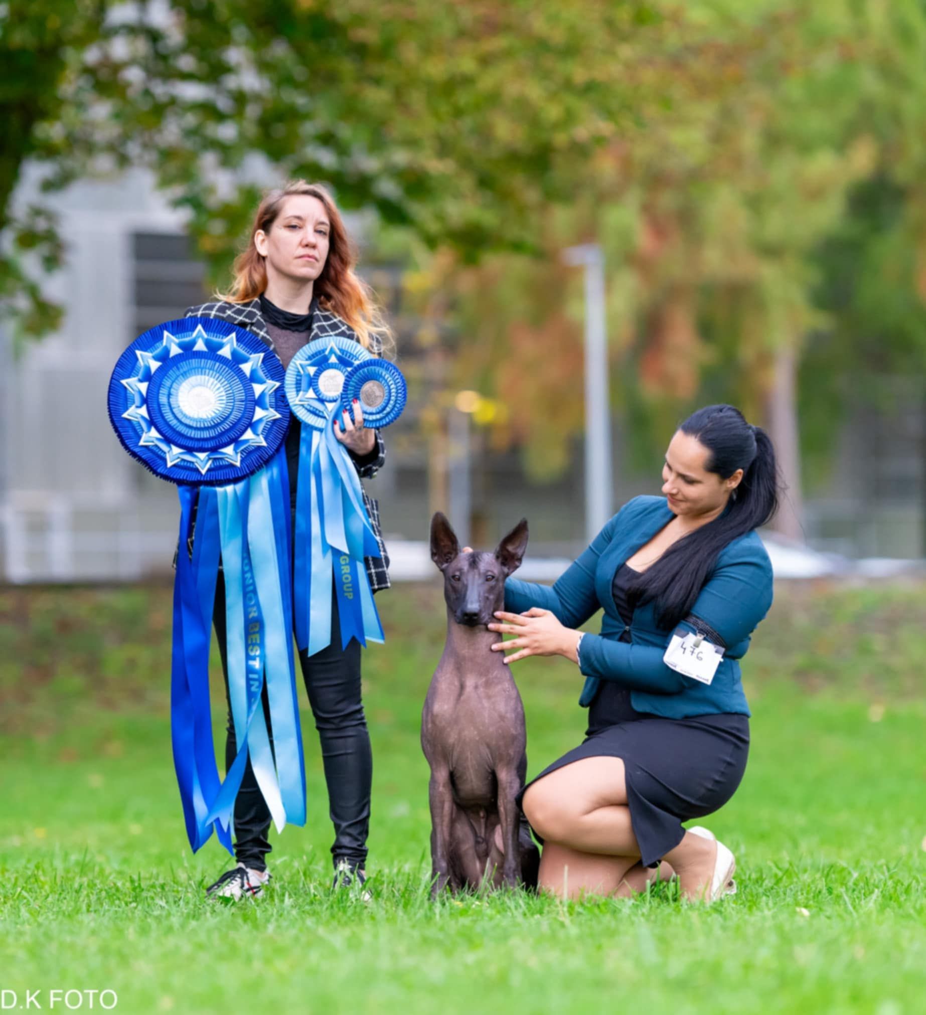 xoloitzcuintle, dog shows, mexican hairless, ramberra reina
