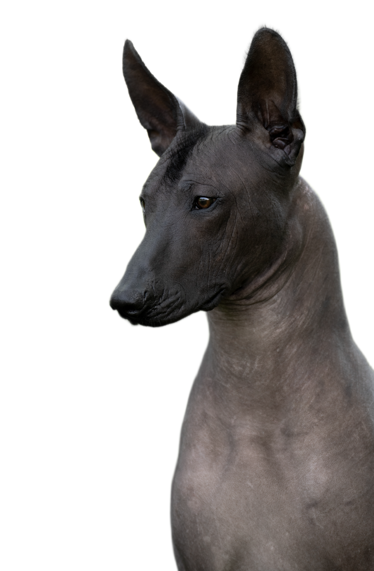 Xoloitzcuintle, mexican hairless dog, ramberra reina kennel, valentino arena